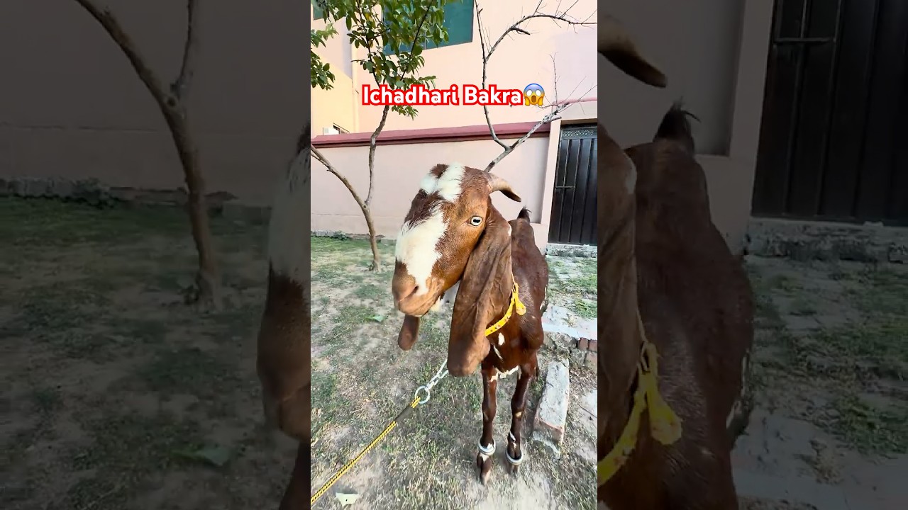 Ichadari Bakra Insan Ke Roop Main Agya😱🐐 #bakra #goat #cow #pets #funny