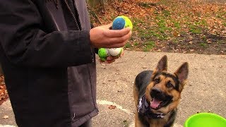 Go Dog Go Tennis Ball Launcher!!| Product Review