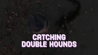 Catching 2 Smoothounds at the same time! | Sandy Point - Hayling Island