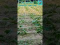 শীতকালীন বেগুন চাষ উচ্চ ফলনশীল, #brinjal #westbengal #farming #gardening #plants