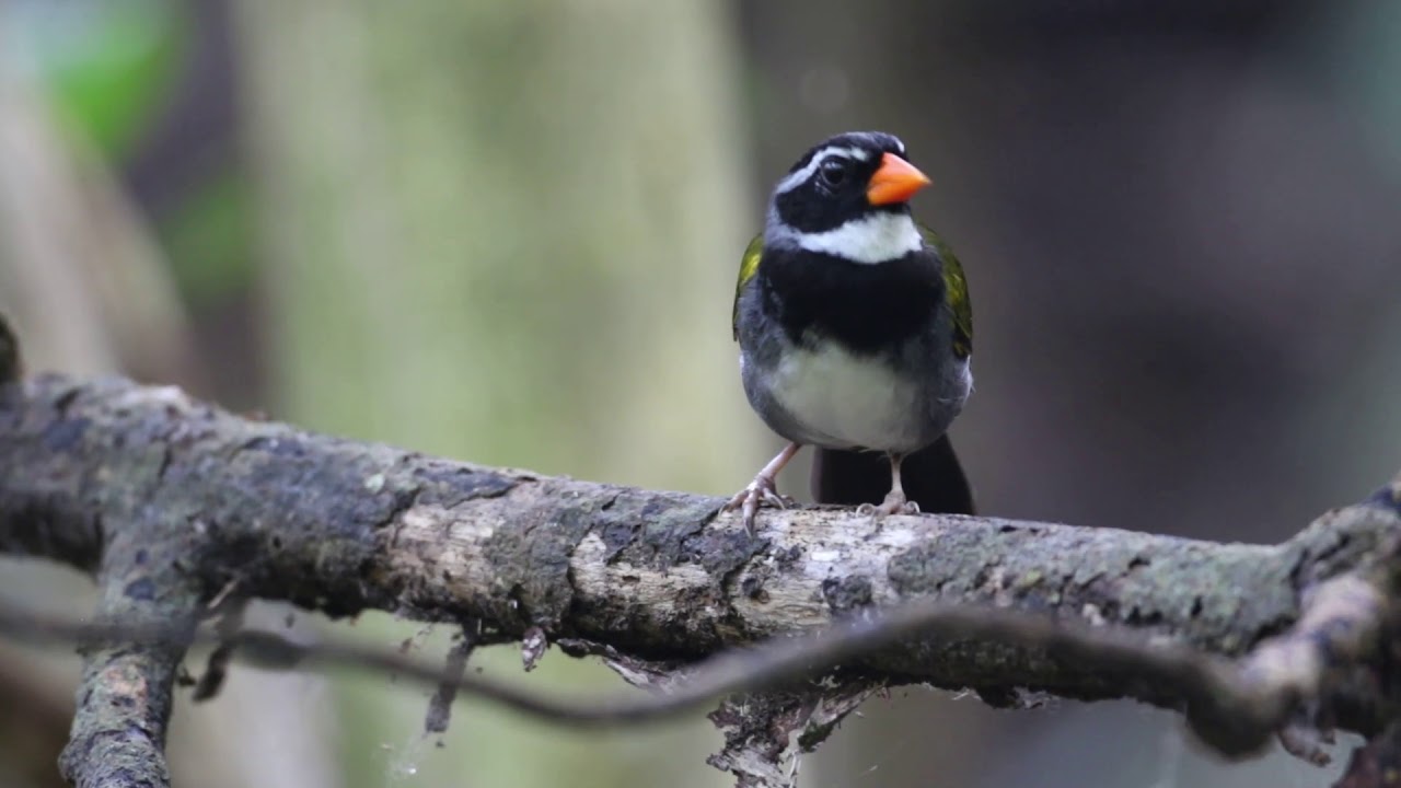 Orange billed Sparrow (Arremon aurantiirostris) 