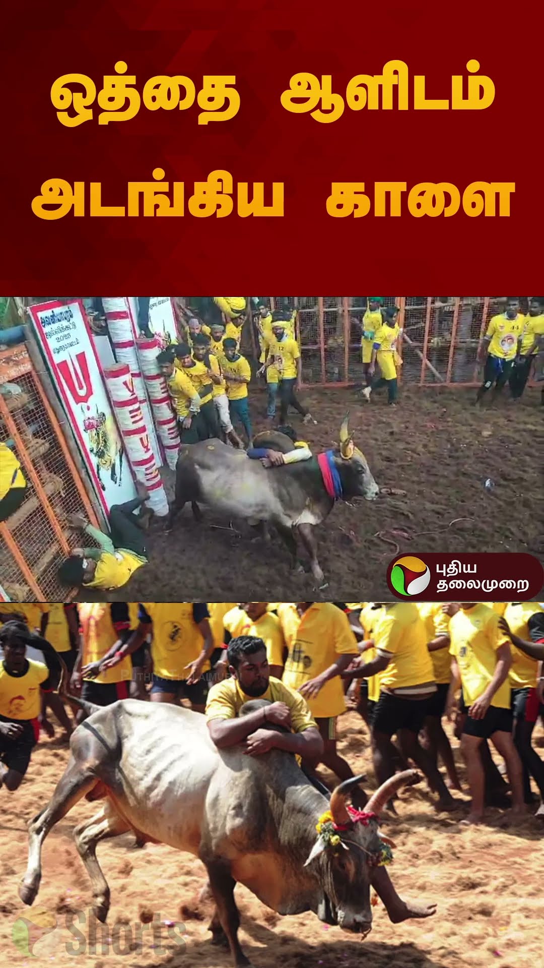 ஒத்தை ஆளிடம் அடங்கிய காளை | #jallikattu2025 | #madurai | #shorts