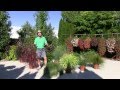 Ornamental Annual Grasses - Part 1