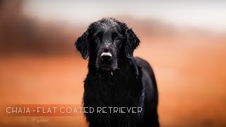 Chaja - Flat Coated Retriever [13 years] by SprotteLissy 218 views 3 weeks ago 1 minute, 34 seconds