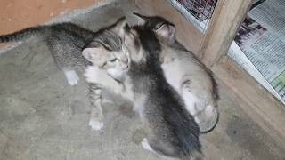 2 Weeks Old Kitten Playing by Animals Love 184 views 5 years ago 2 minutes, 10 seconds