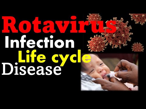 Rotavirus infection, symptoms and replication cycle