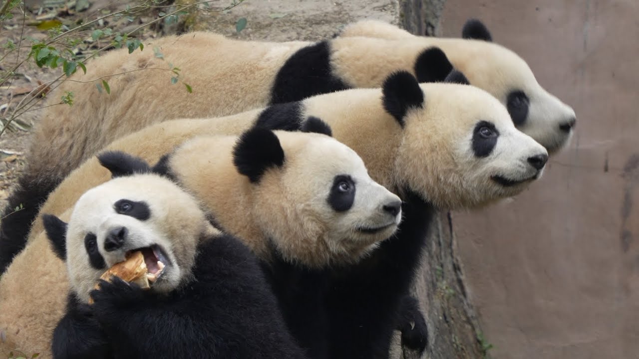 1.22成都大熊猫繁育基地一号别墅九个熊孩子加餐时间，让大家一饱眼福，每个院子都精彩