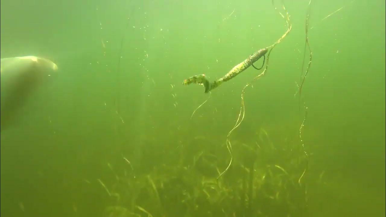 Underwater Footage Bruiser Baits Bullet Speed Worm 