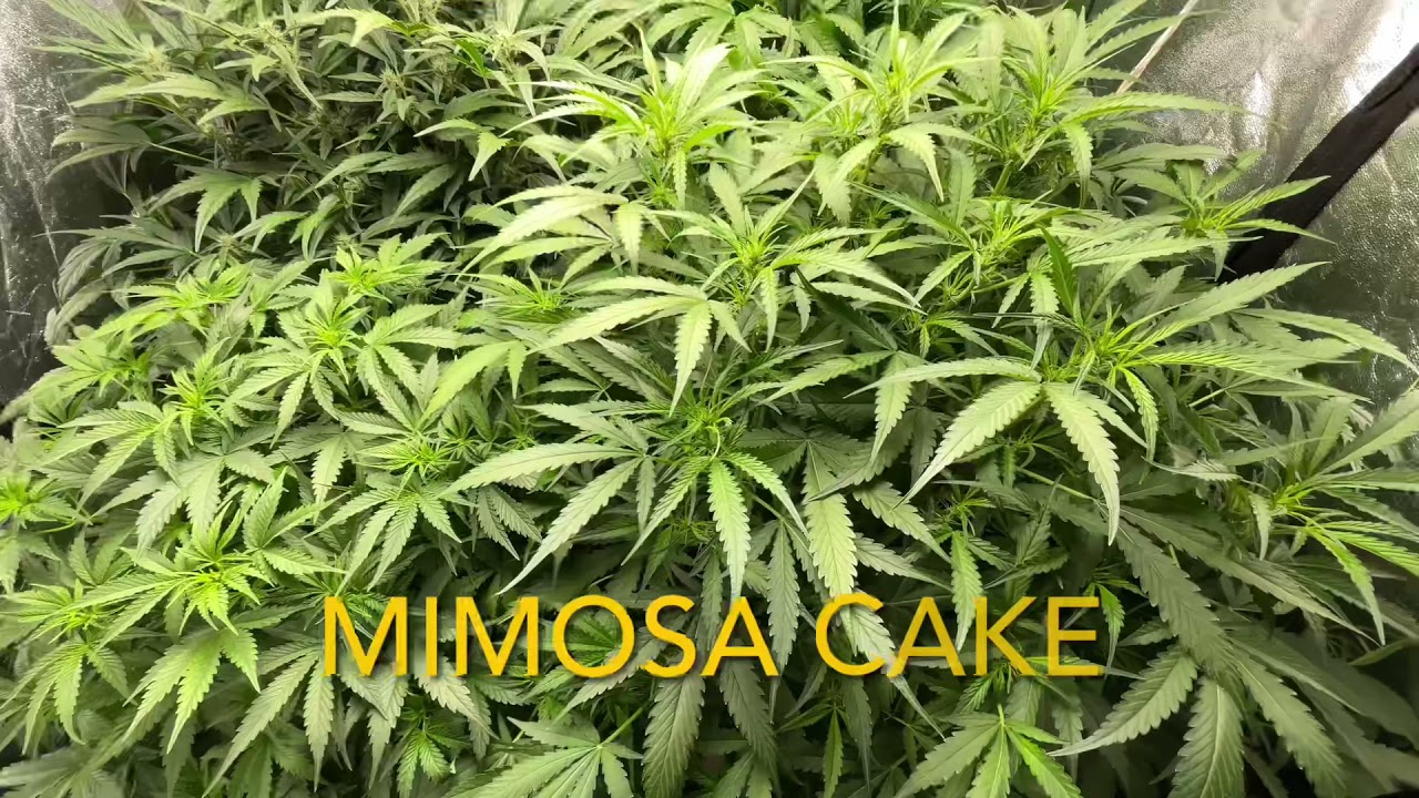 FastBuds testers- Mimosa Cake , Forbidden Runtz , Purple Punch , Bruce Banner autos