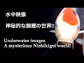 水中映像‼︎神秘的な錦鯉の世界‼︎ の動画、YouTube動画。