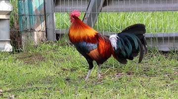 suab qaib dib qua zoo heev 2018