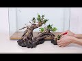 How to make a lucky bonsai tree in an aquarium  mr decor