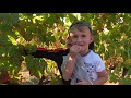 Ref:noosvx-oxio Cours pratique pour des enfants dans le var : un le�on de vendange !