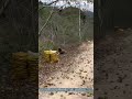 Man Shakes Walnuts Off Tree by Climbing Up