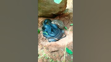 Snake sleep under the rock stone . #snake #nature #shorts