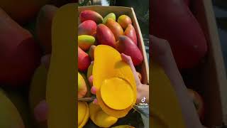 Mango Fruit