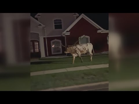 Bull caught on camera strolling through a neighborhood in Semmes