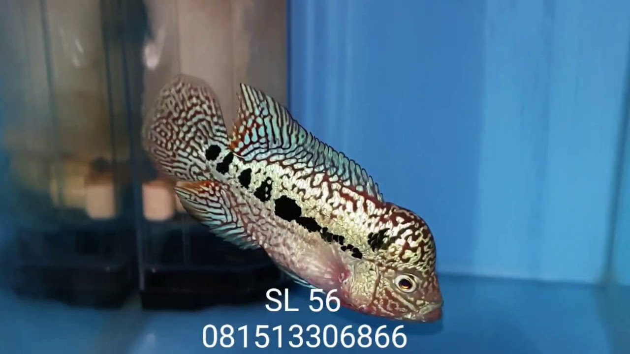 Kamfa f3 by Mongkol Ori Thailand.