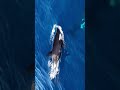 Orca Whales Hunt Pacific Shoreline # orca#whales