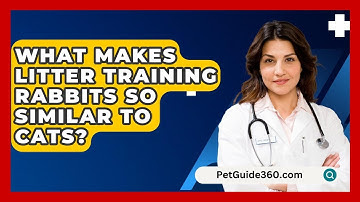 What Makes Litter Training Rabbits So Similar To Cats? - PetGuide360.com