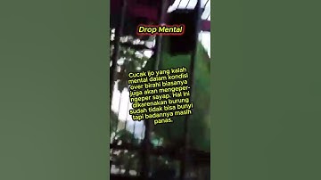 cucak ijo drop mental #cucakijo
