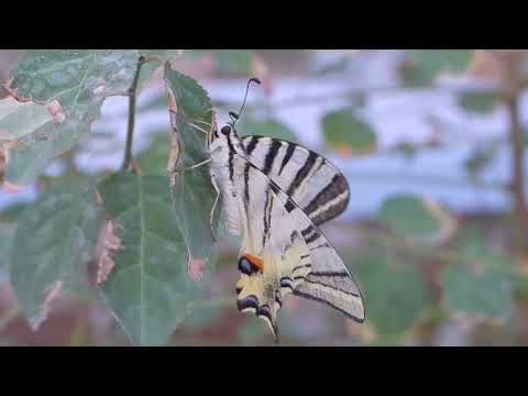 Video: Podalirium butterfly. նկարագրությունը, կյանքի ցիկլը, ապրելավայրերը: առագաստանավի ծիծեռնակ