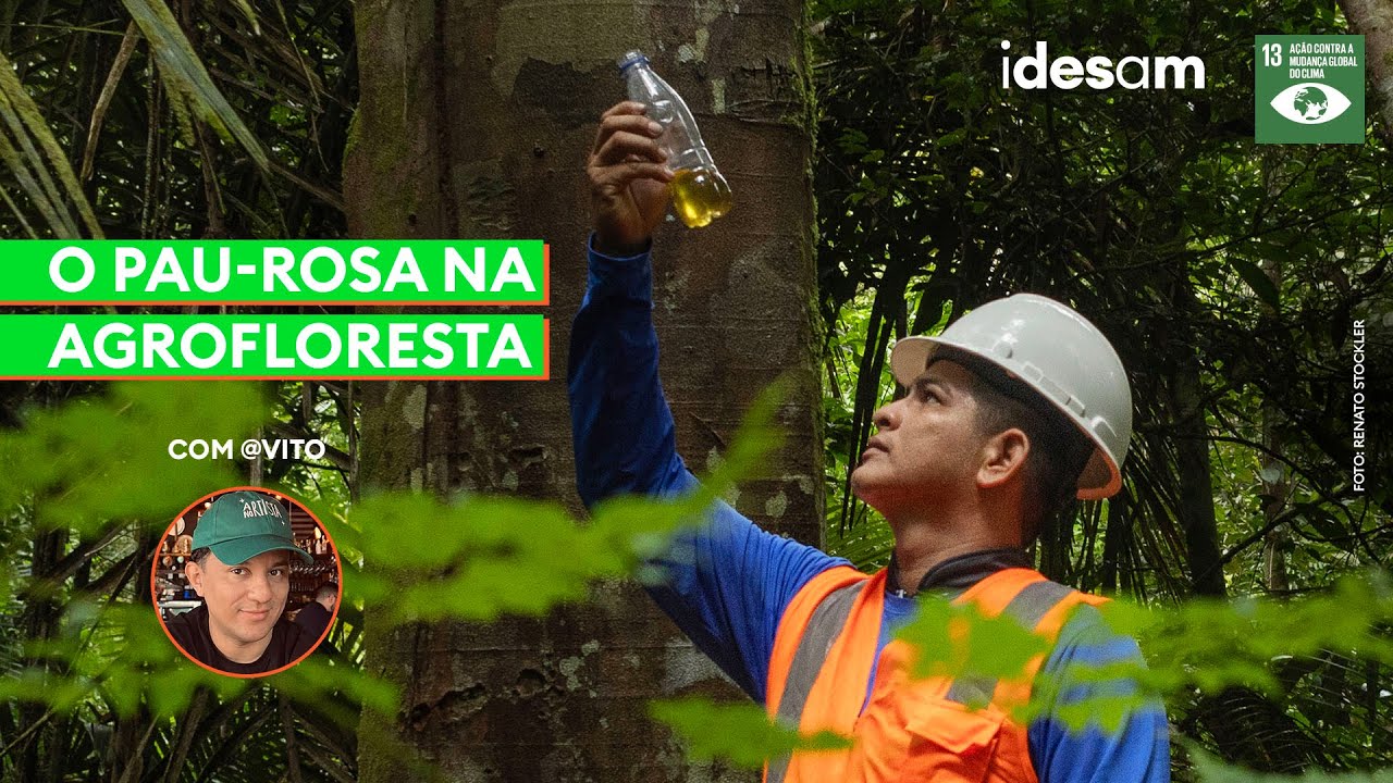 O pau-rosa na agrofloresta | Em Clima de Amazônia #12 - YouTube