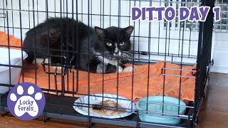 Ditto Day 1  Feral Cat's First Day In A Recovery Crate * S4 E145