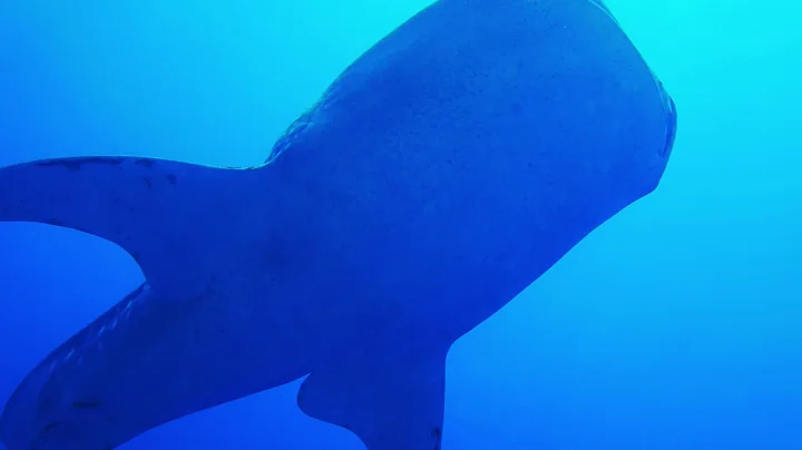 North East Wall - Tubbataha reefs Natural Park