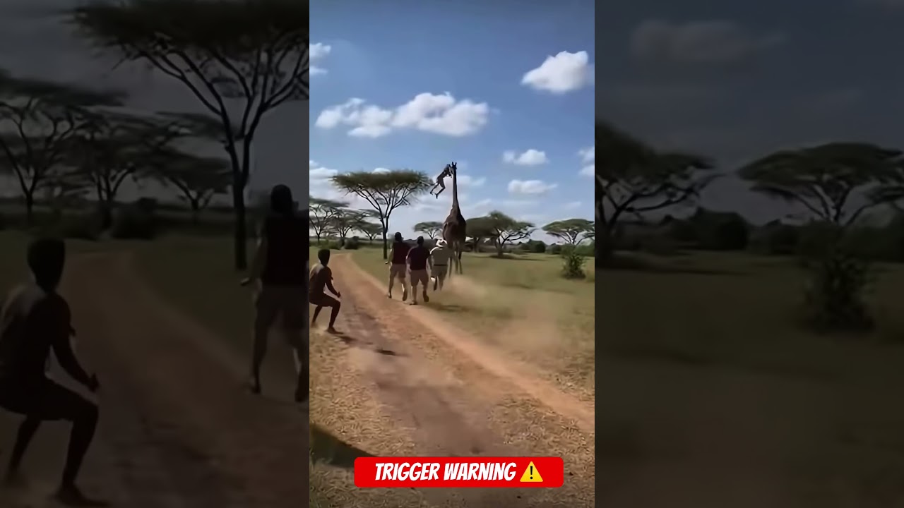 Giraffe attacks woman 🦒 ￼ 