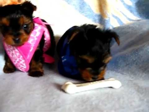 Yorkshire Terrier Teacup Maxim 2 Kg La Maturitate Youtube