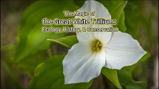 The Magic of the Great White Trillium: Ecology, History, & Conservation