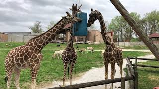 Capitol of texas zoo austin