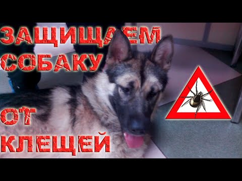 Видео: 3 способа дрессировки пастушьих собак