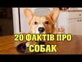 20 ФАКТІВ ПРО СОБАК