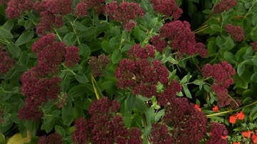 GoPro Labs QR Code, Hero 11, 4k 180/200 Mbps data rate