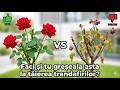 Faci și tu greșeala asta la tăierea trandafirilor?