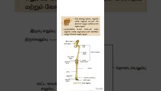 நீளமான மற்றும் மிகச்சிறிய எலும்பு #உங்களுக்குதெரியுமா #8thscience #tnpsc #tntet #pgtrb #gkshort #gk