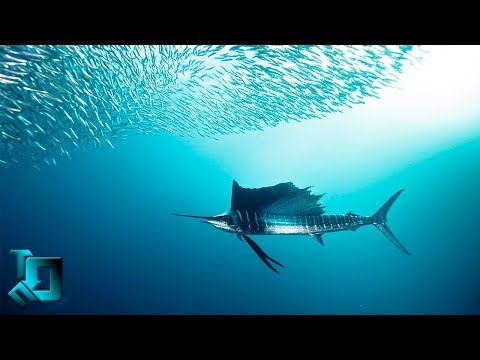 Видео: Разлика между риба меч и Марлин