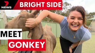 Meet Gonkey, the goat that looks like a donkey| 7NEWS