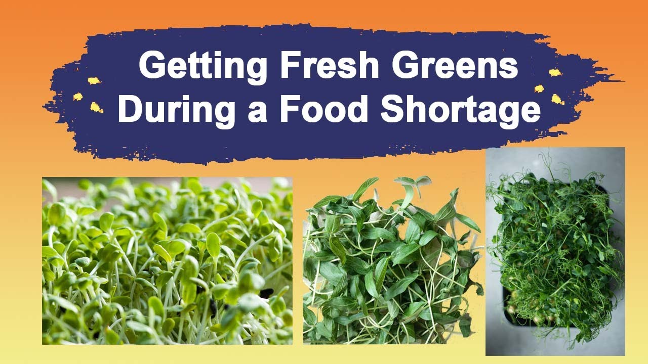 Fresh Greens During a Food Shortage Winter Eating YouTube