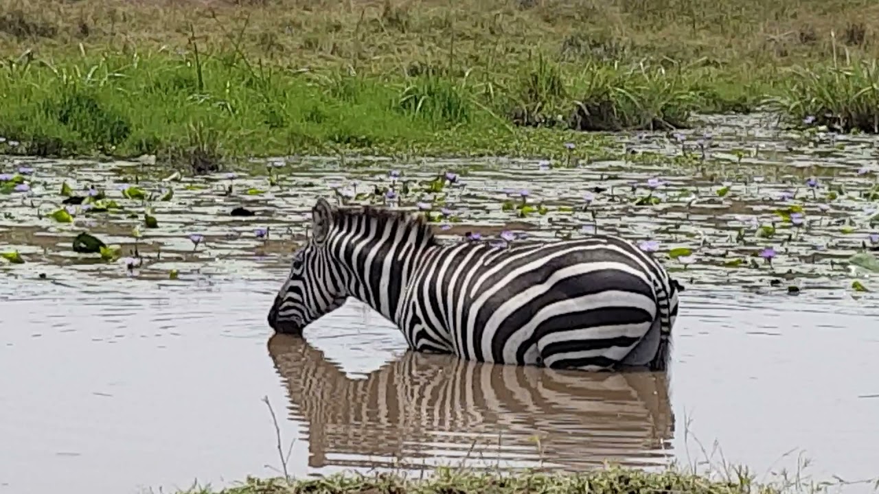Zebras drinking Mara September 2021