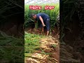 Pure Relaxation—Just One Pull and Ginger Appears