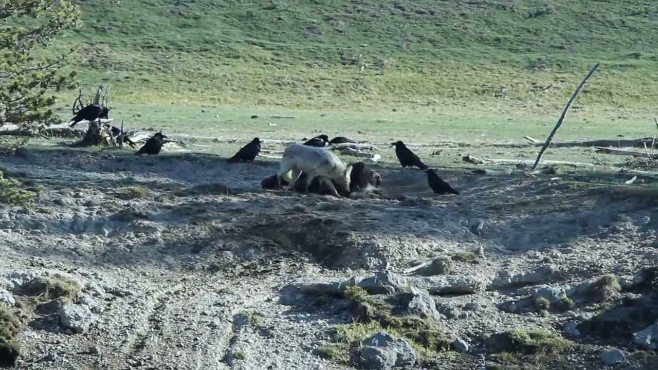 camera iphone 8 plus apk Allman - Yellowstone NP - 2013 - Coyote at Bison Carcass