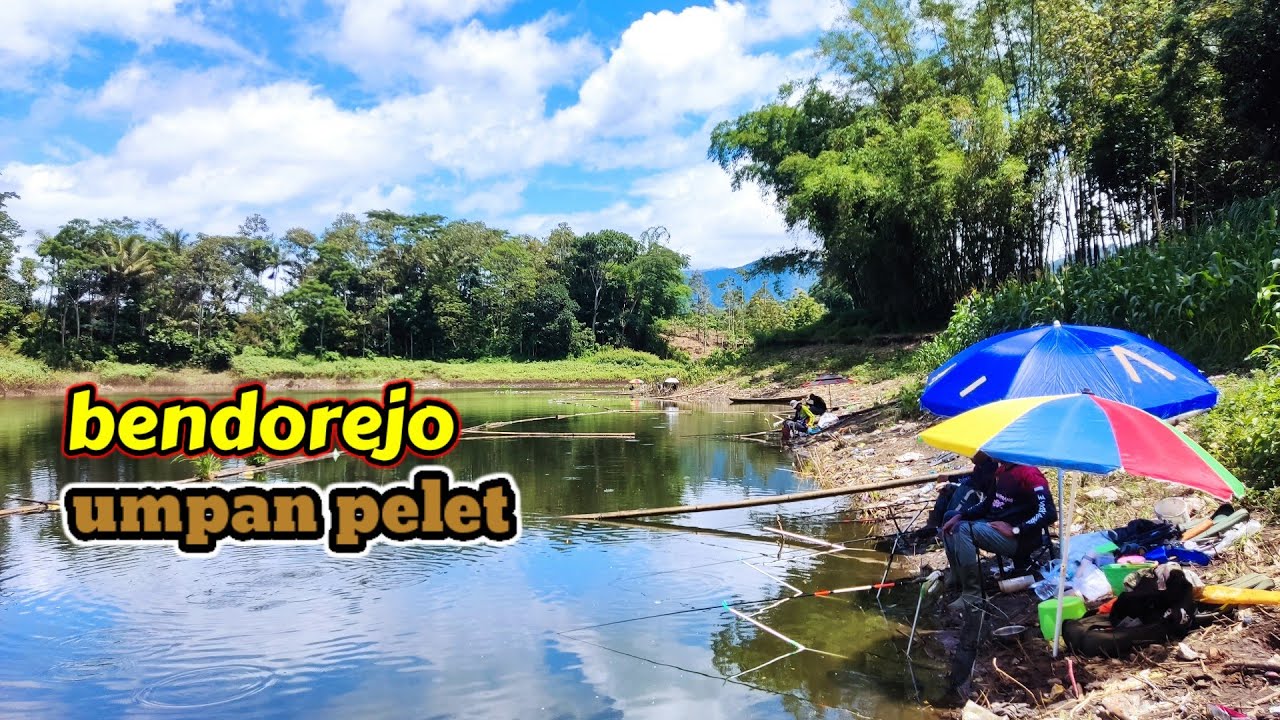 UMPAN PELET‼️DI SPOT BENDOREJO WADUK SELOREJO NGANTANG