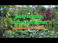 Early autumn food forest tour in qld australia part 1 of 2 subtropical foodforest