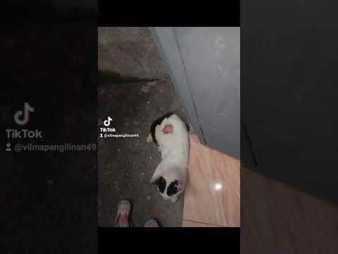 daddy cat there door sleep thank give support guys all cat living