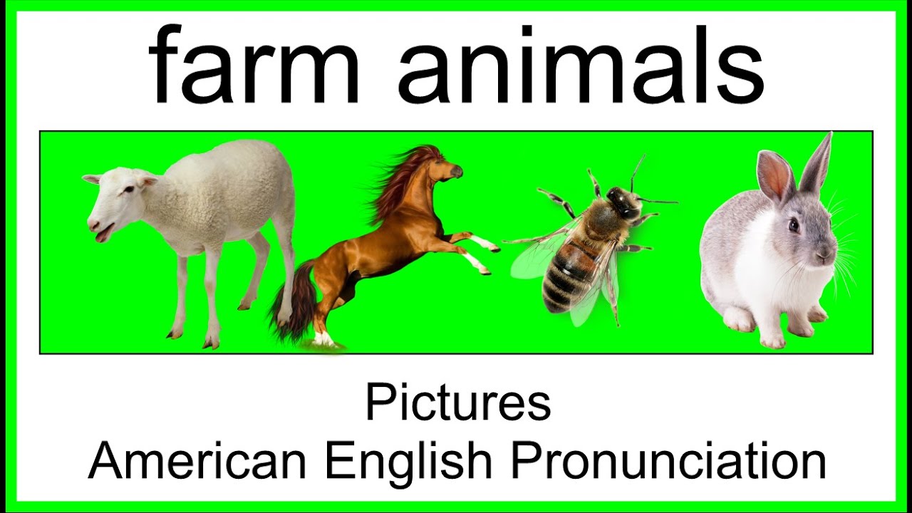 Farm Animals Names with Pictures and American English Pronunciation