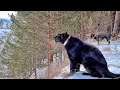 Panther Luna & Co walk on the shore🐾🌲