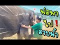 ระทึก❗️พ่อเสือพาบัวไปอาบน้ำ⁉️ป้าหลานจะตีกัน😂elephant